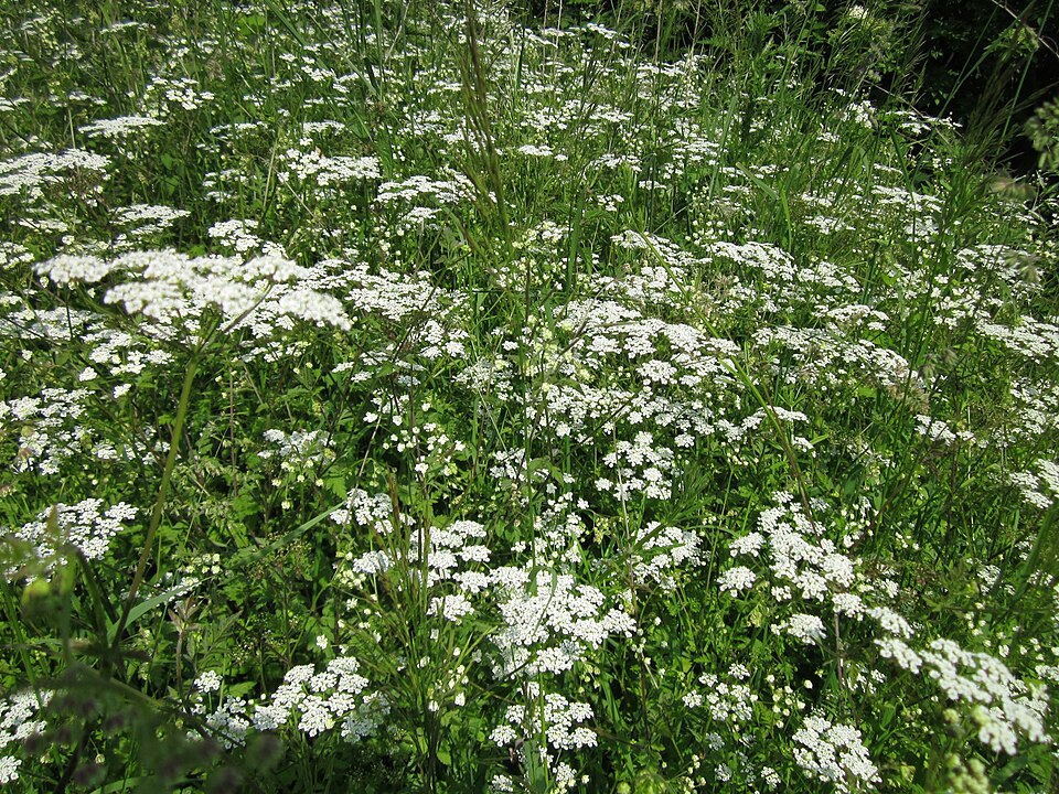 Chaerophyllum temulum (Rough chervil)