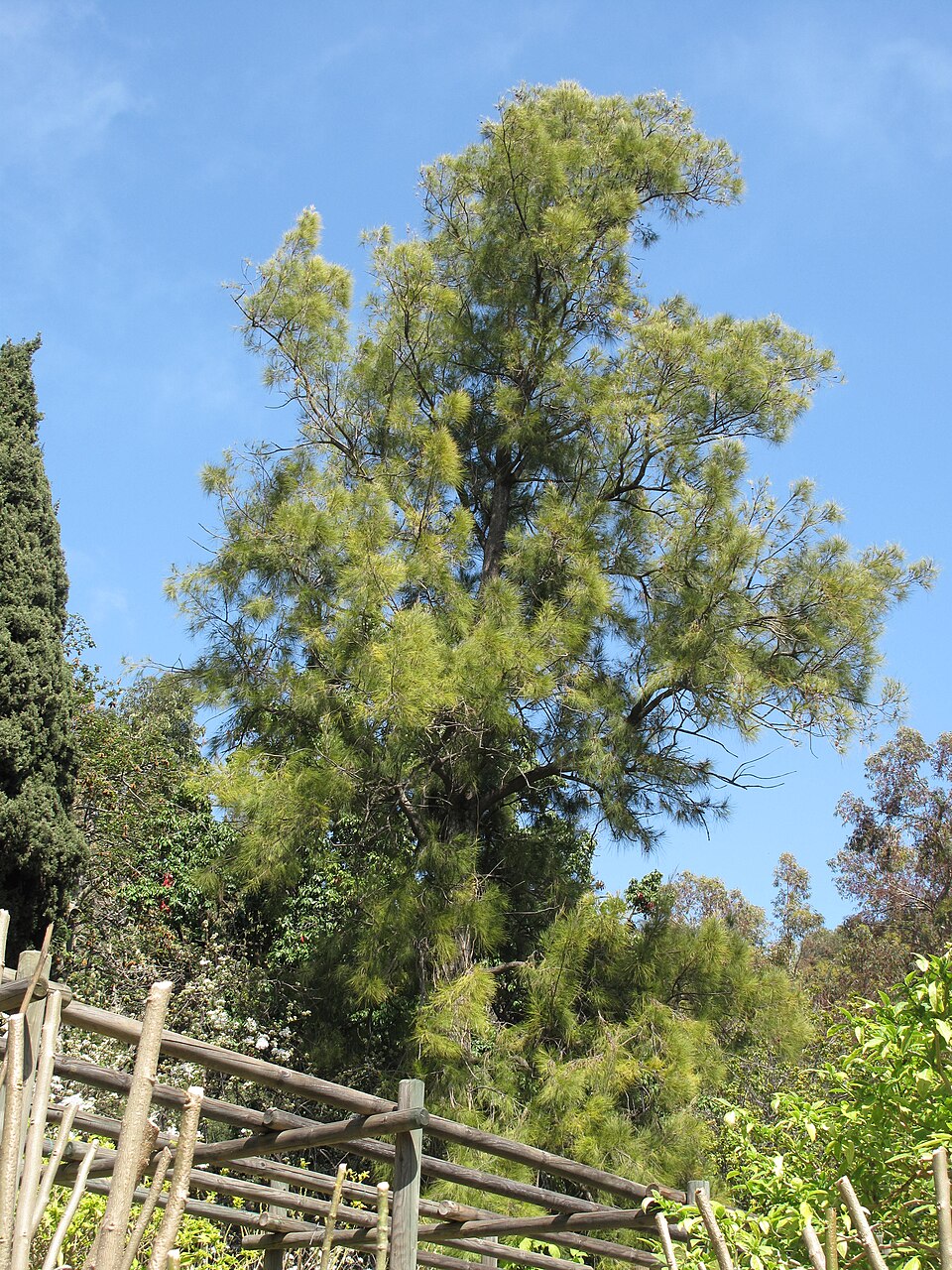 Casuarina glauca (Swamp sheoak) (alternate view 7)
