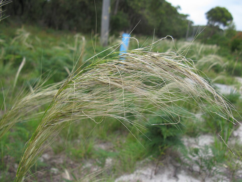Austrostipa mollis (soft speargrass) (alternate view 6)