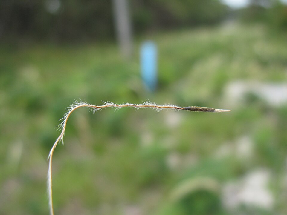 Austrostipa mollis (soft speargrass) (alternate view 7)