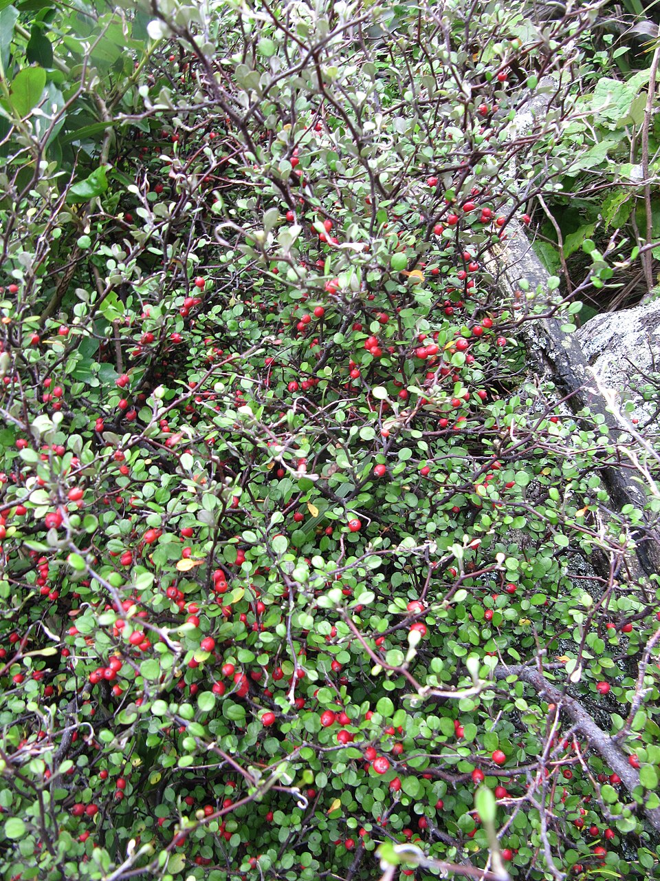 Corokia cotoneaster (Wire-netting Bush) (alternate view 10)