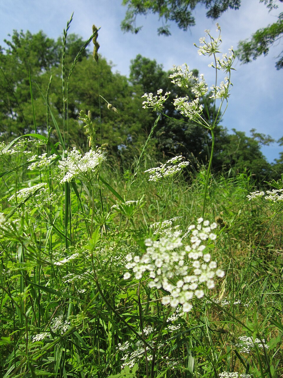Chaerophyllum temulum (Rough chervil)