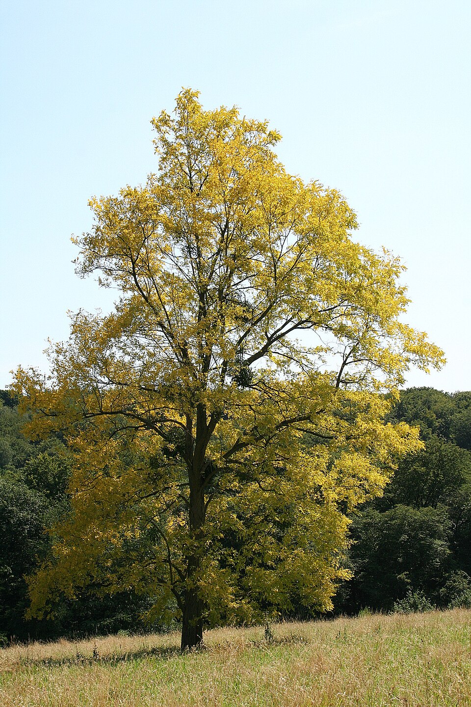 Robinia pseudoacacia 'Frisia' (golden black locust) (alternate view 5)