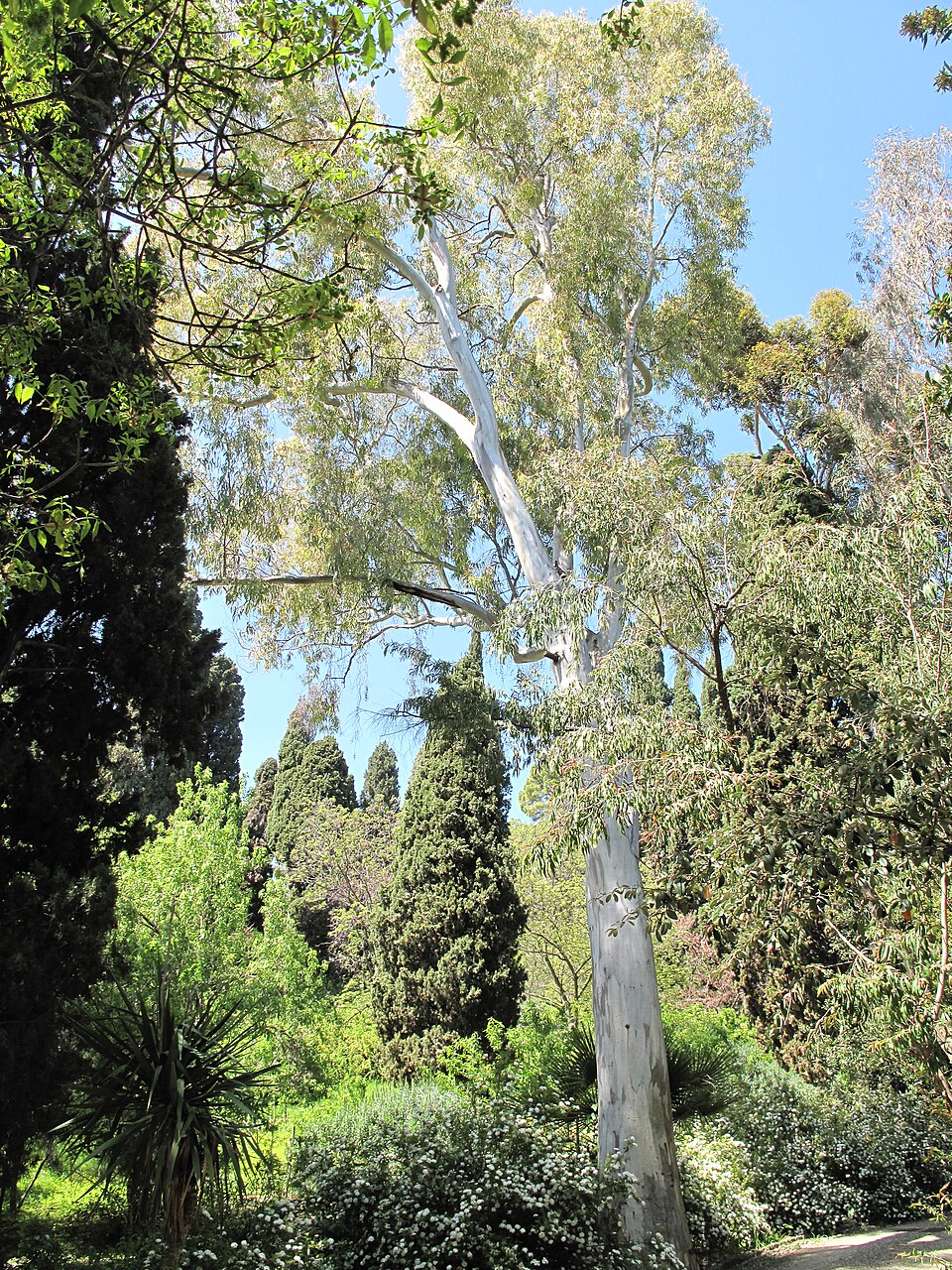 Eucalyptus camaldulensis (River Red Gum) (alternate view 5)