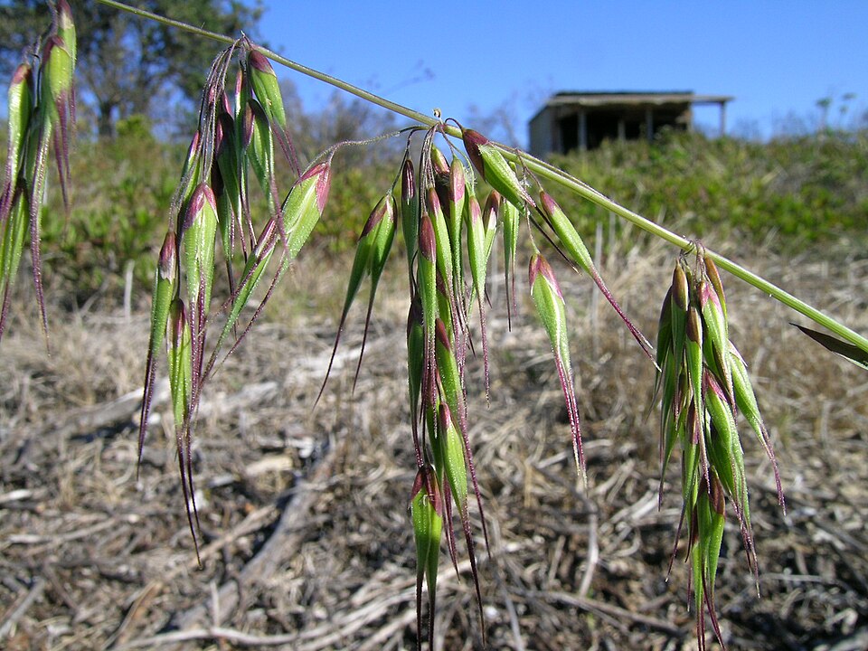 Ehrharta longiflora (longflower veldtgrass)