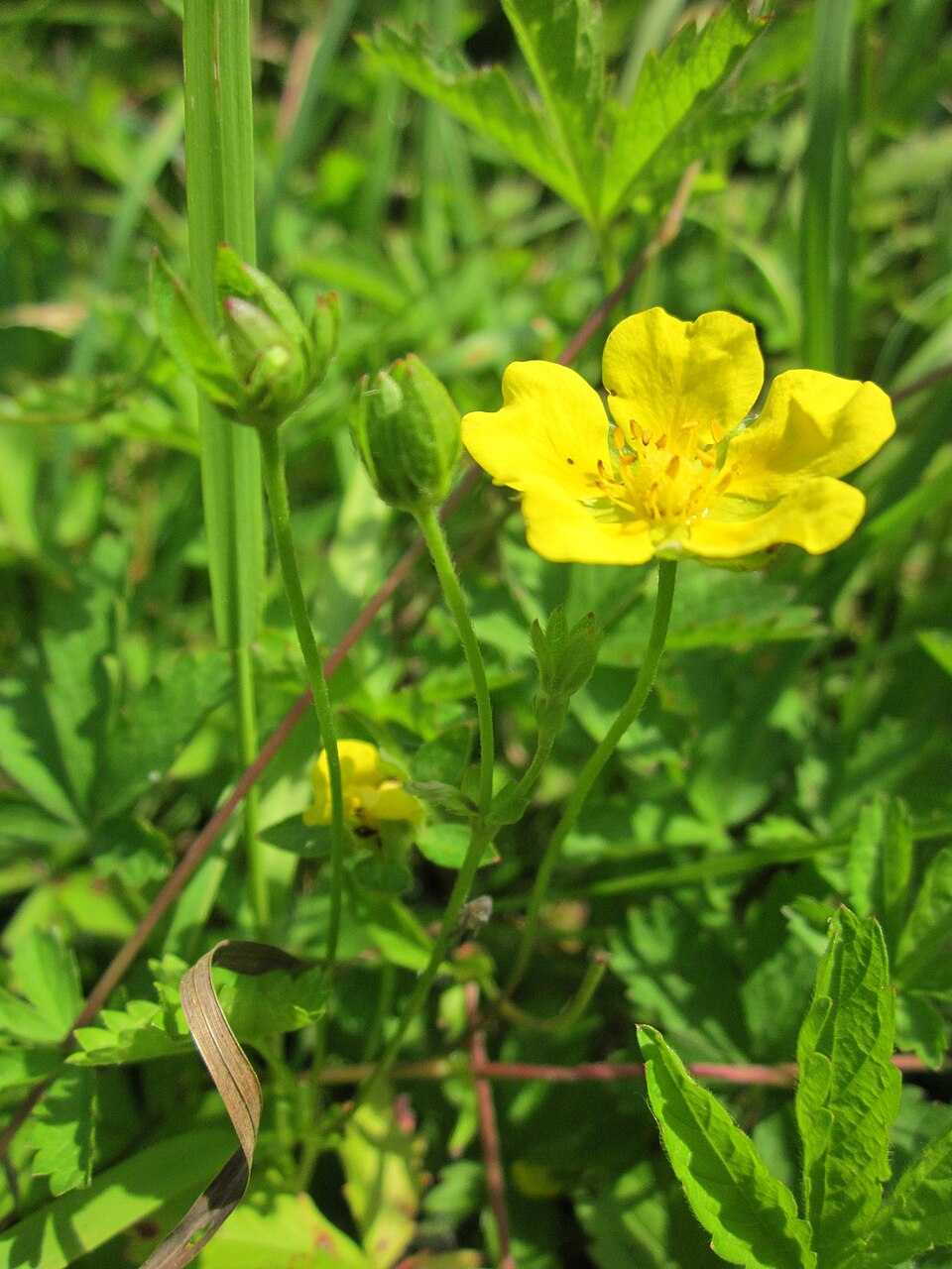 Potentilla reptans (Creeping cinquefoil)