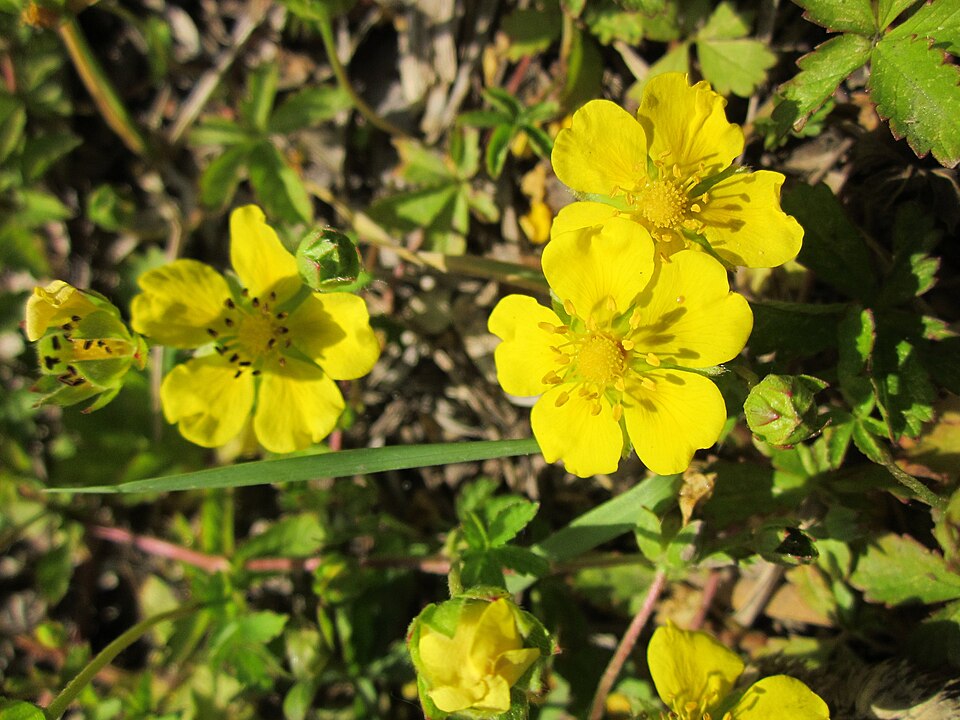 Potentilla reptans (Creeping cinquefoil)