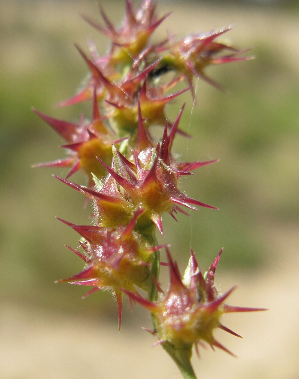 Cenchrus spinifex (coastal sandbur) (alternate view 6)