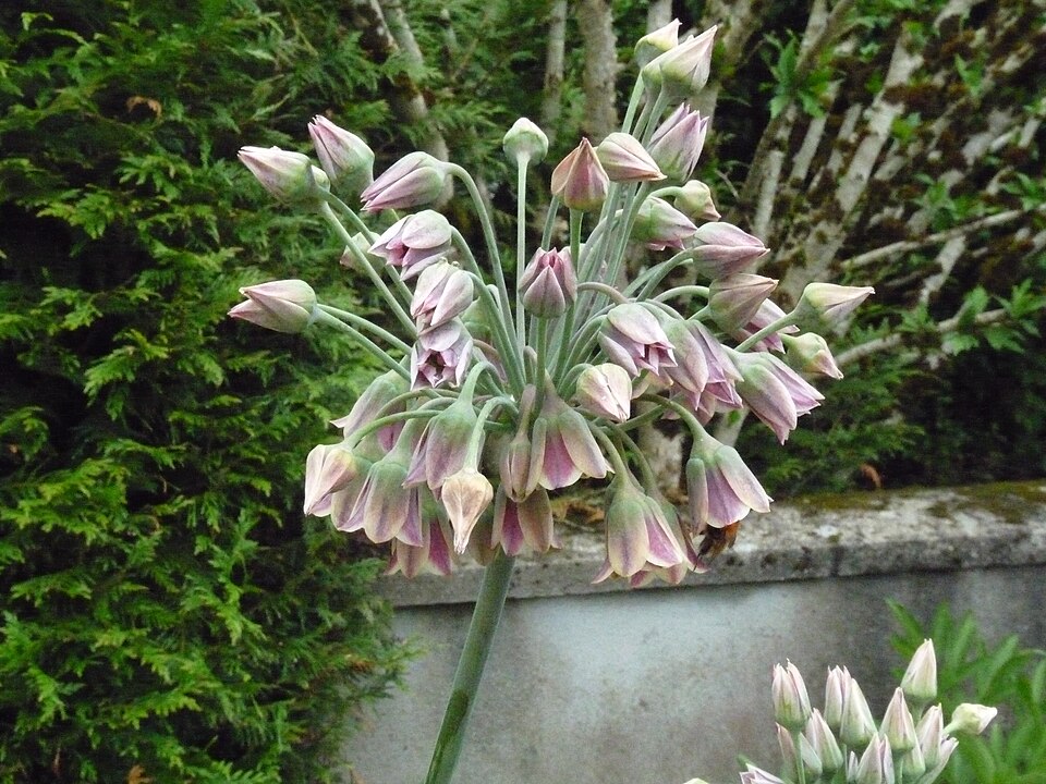 Allium siculum (alternate view 13)