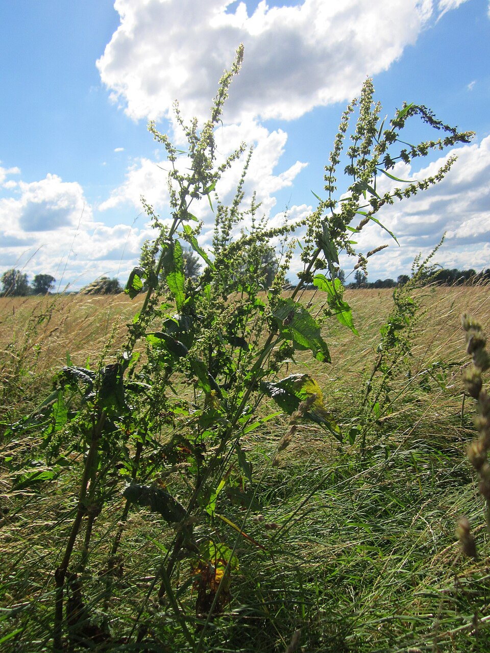 Rumex obtusifolius (broad-leaved dock) (alternate view 6)