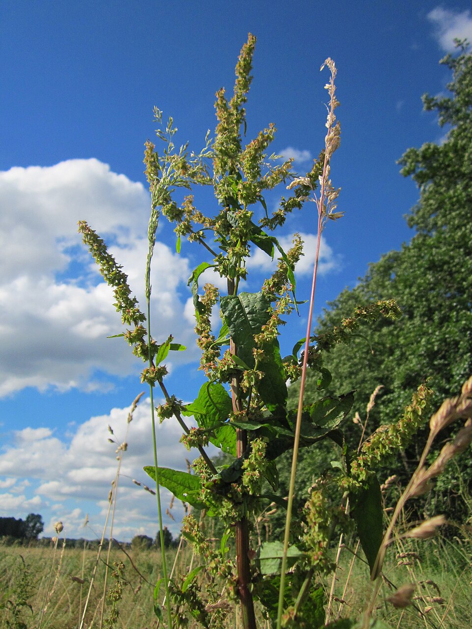 Rumex obtusifolius (broad-leaved dock) (alternate view 7)