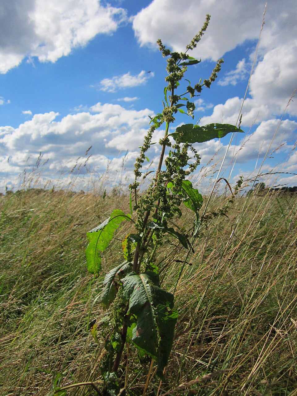 Rumex obtusifolius (broad-leaved dock) (alternate view 8)