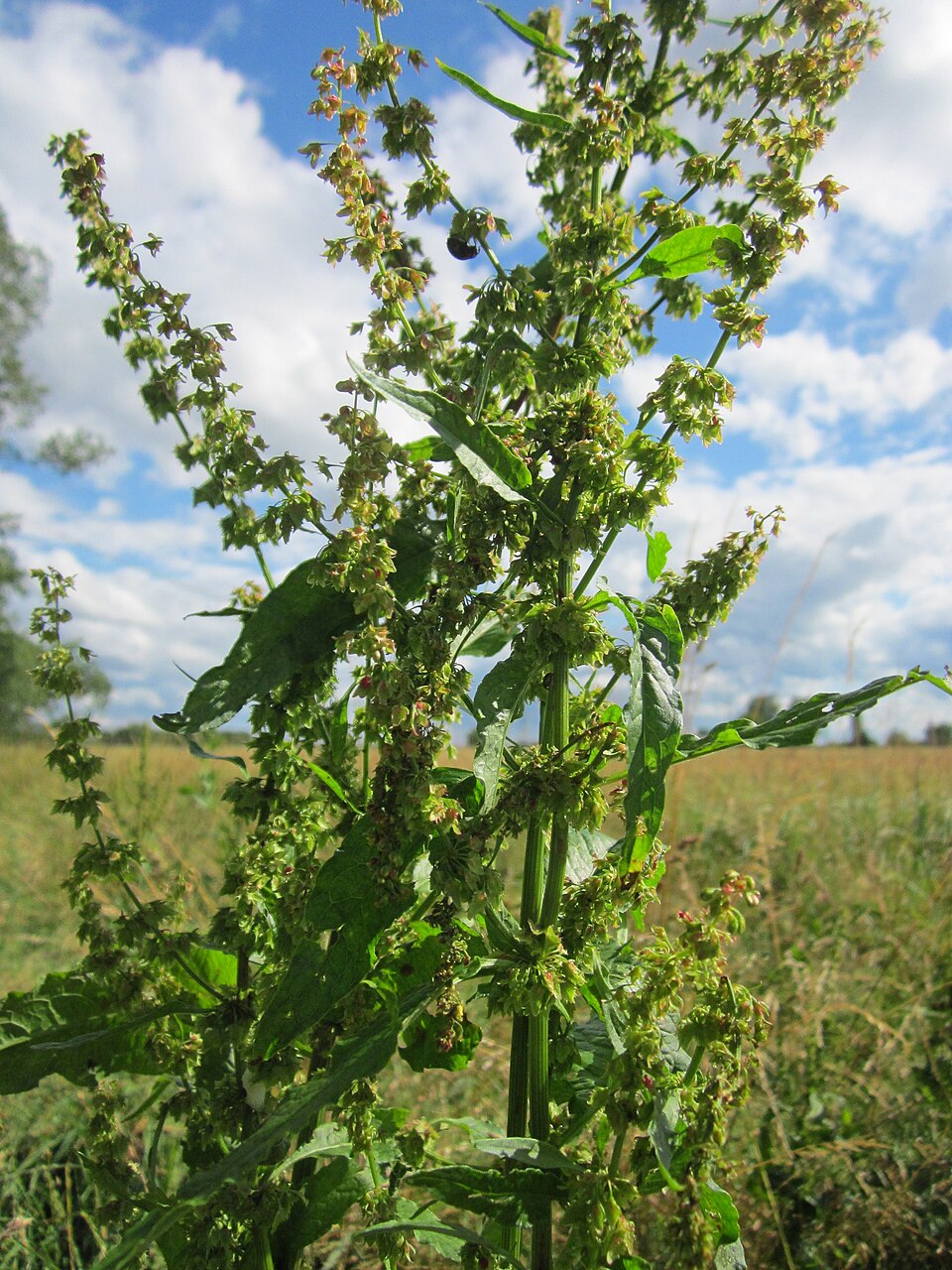 Rumex obtusifolius (broad-leaved dock) (alternate view 9)