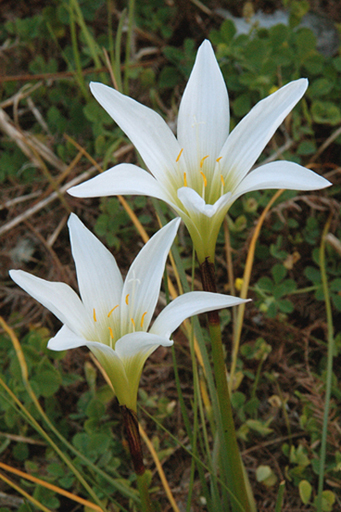 Zephyranthes atamasco (Atamasco Lily) (alternate view 8)