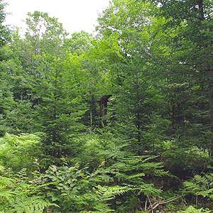 Tsuga canadensis (eastern hemlock) (alternate view 7)
