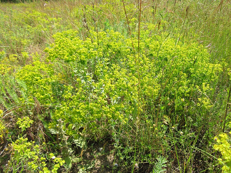 Euphorbia seguieriana (alternate view 12)