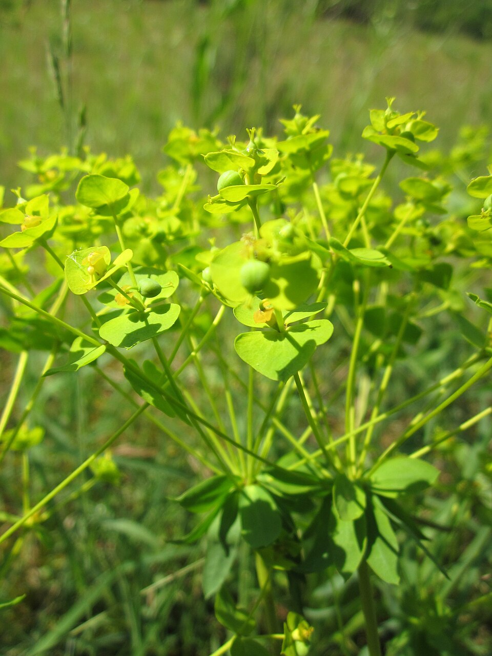 Euphorbia seguieriana (alternate view 13)
