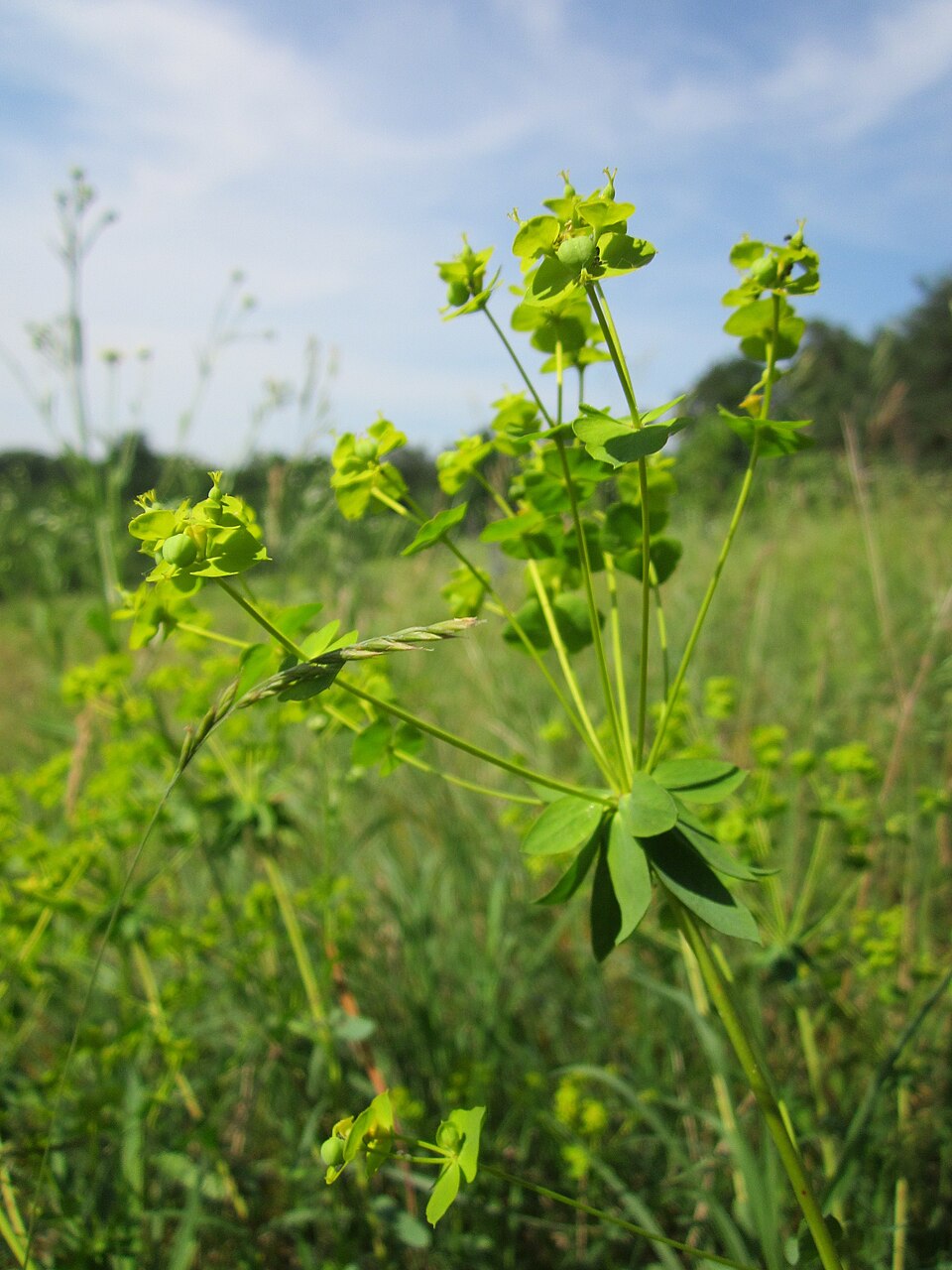 Euphorbia seguieriana (alternate view 14)