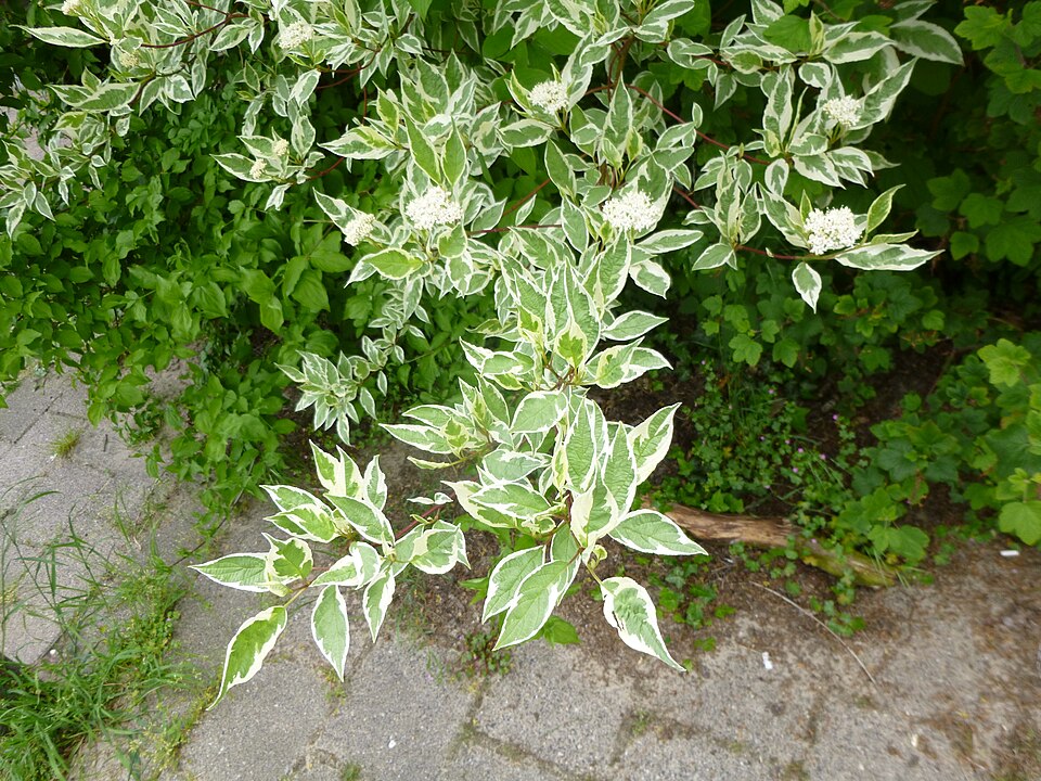 Cornus alba 'Elegantissima' (variegated Tartarian dogwood) (alternate view 4)