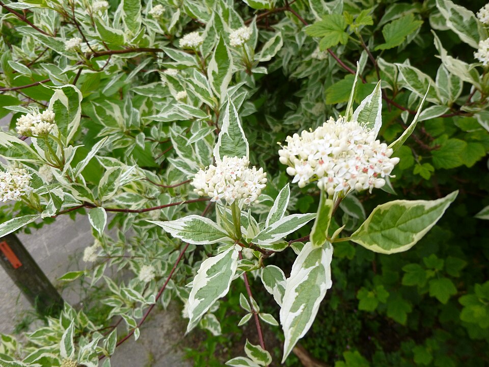 Cornus alba 'Elegantissima' (variegated Tartarian dogwood) (alternate view 5)