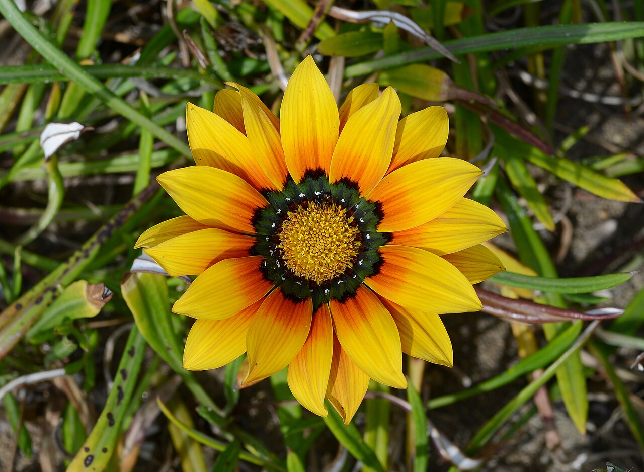 Gazania rigens, Treasure flower — spreading evergreen (Asteraceae) (image 9 of 9)