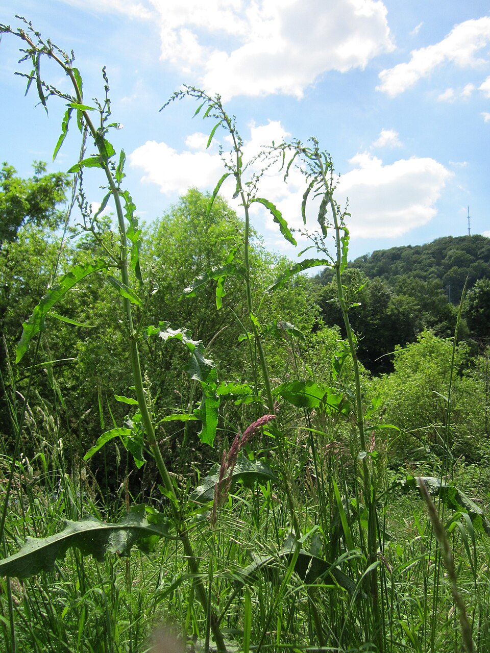 Rumex crispus (curly-leaved dock) (alternate view 7)
