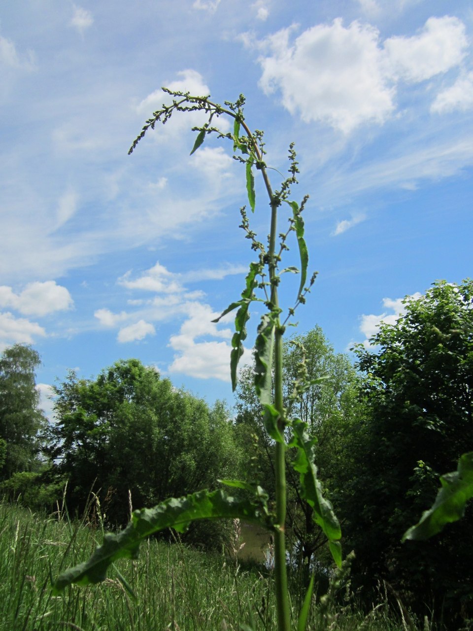 Rumex crispus (curly-leaved dock) (alternate view 8)