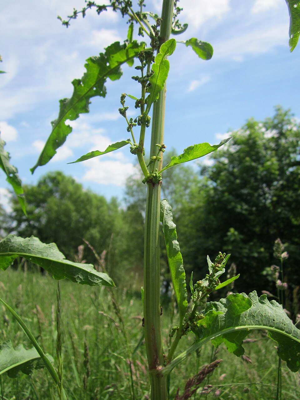 Rumex crispus (curly-leaved dock) (alternate view 9)