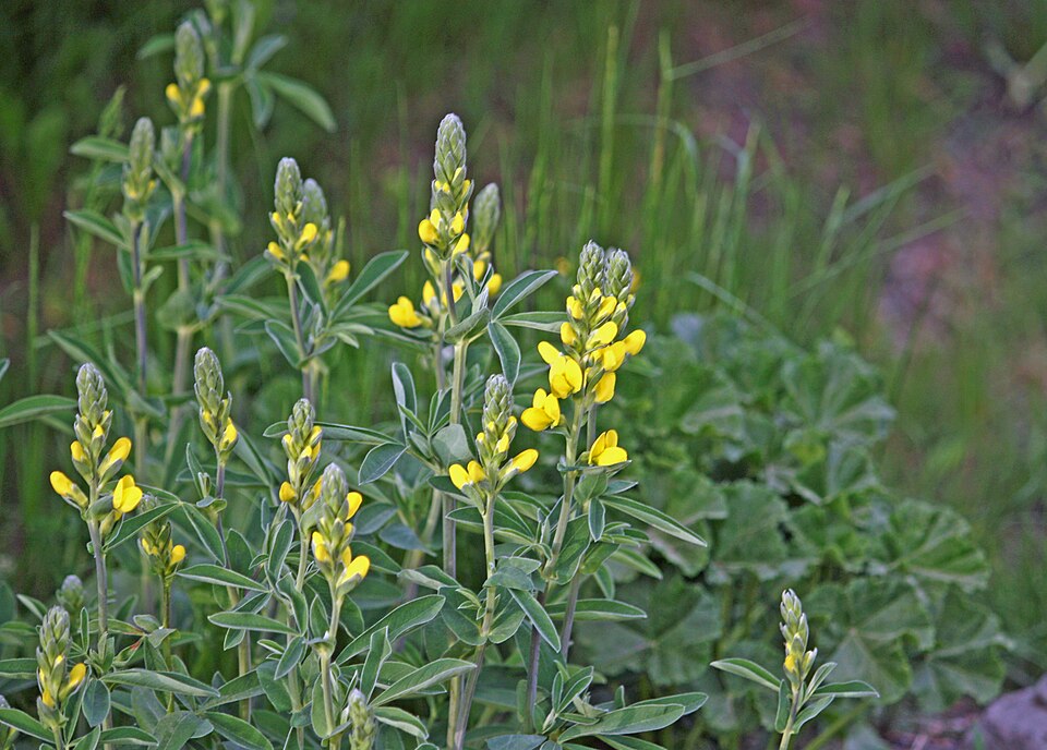 Thermopsis montana (Mountain goldenbean) (alternate view 14)