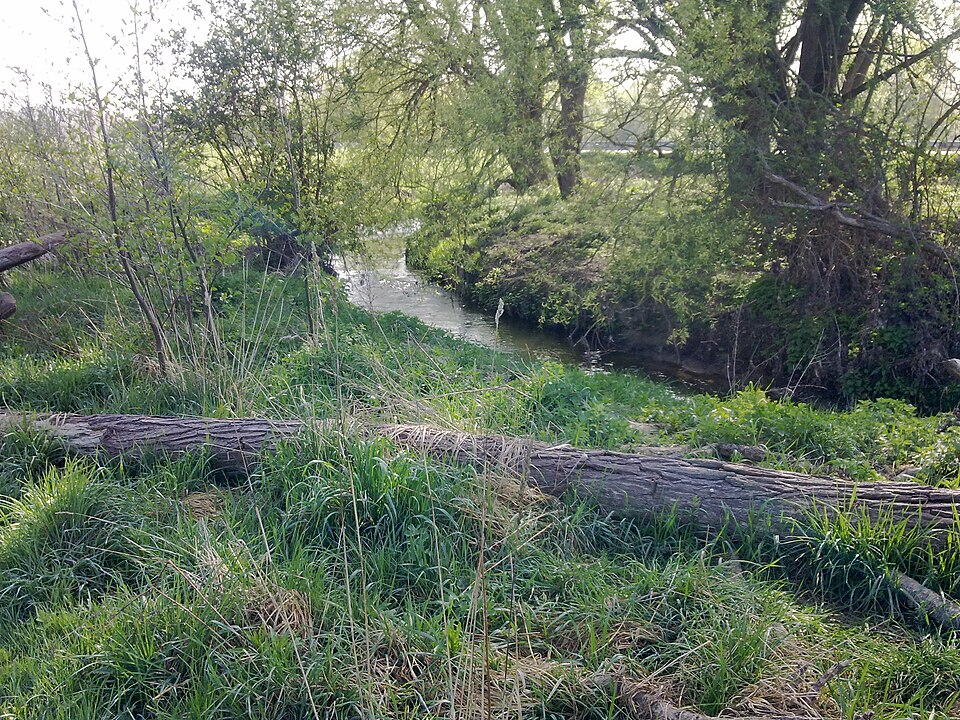 Salix alba (white willow)