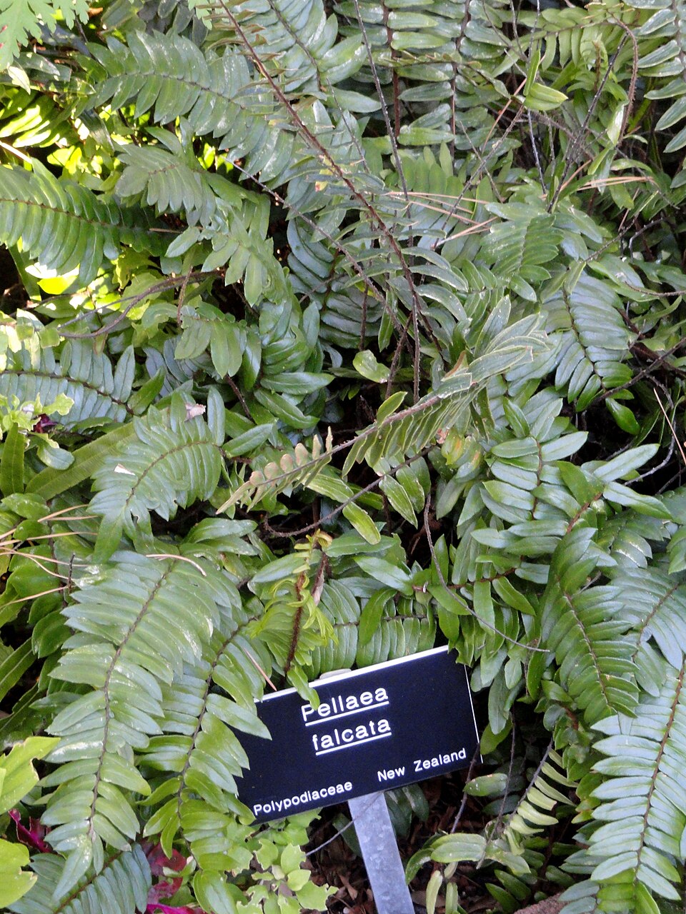 Pellaea falcata (Sickle Fern) (alternate view 4)