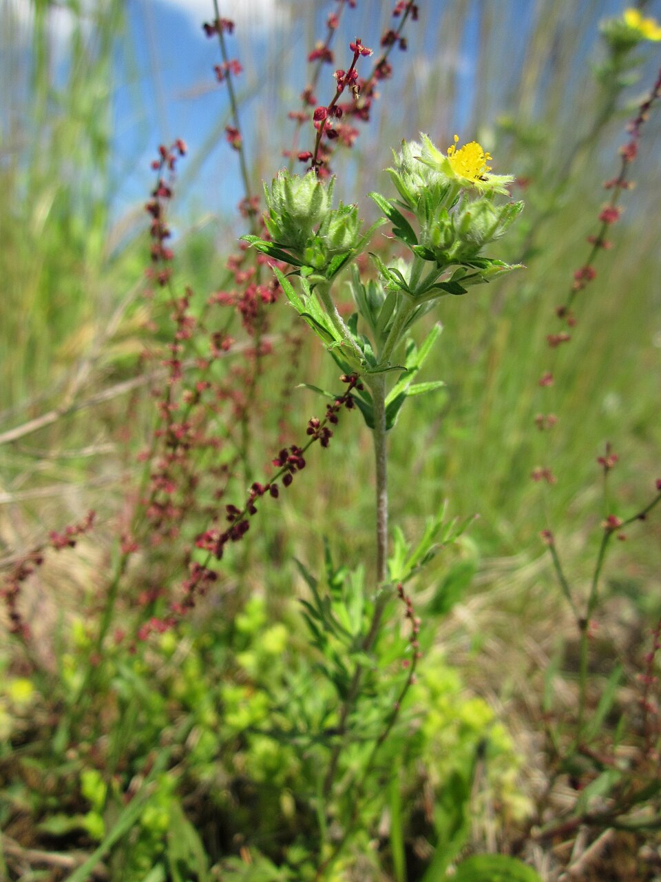 Potentilla argentea (Silvery Cinquefoil)