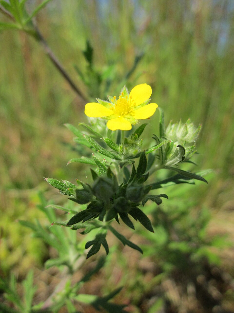 Potentilla argentea (Silvery Cinquefoil)