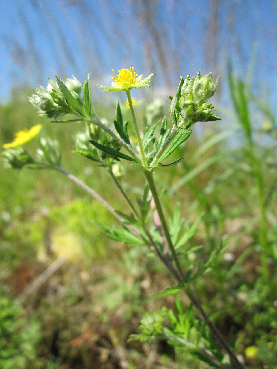 Potentilla argentea (Silvery Cinquefoil)