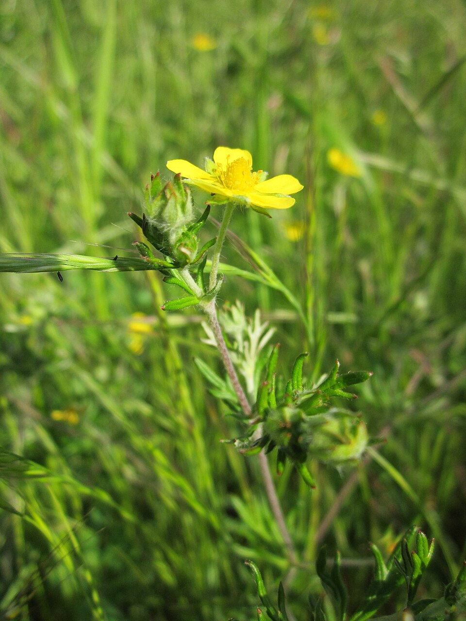 Potentilla argentea (Silvery Cinquefoil)