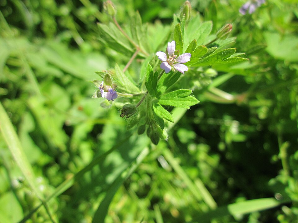 Geranium pusillum (Small-flowered Crane's-bill)
