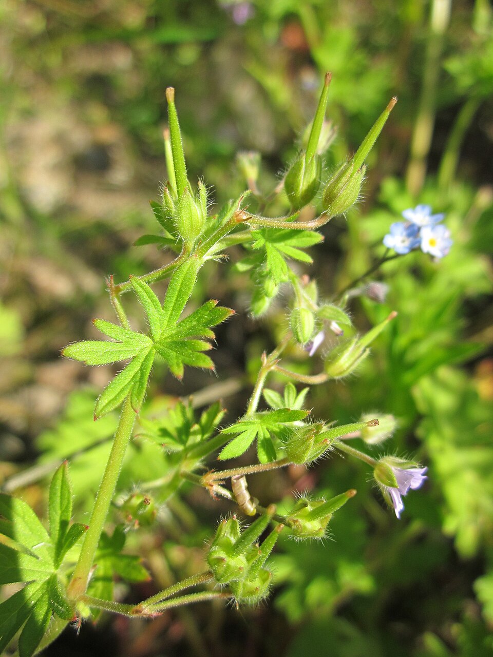 Geranium pusillum (Small-flowered Crane's-bill)