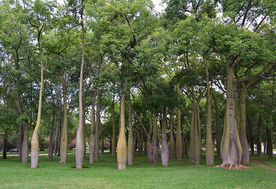 Ceiba speciosa (Pink Silk Floss Tree) (alternate view 4)