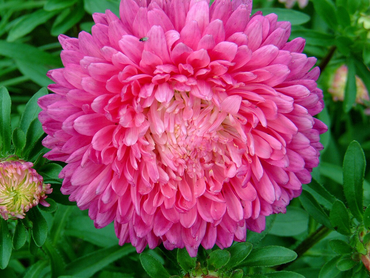 Callistephus chinensis, China aster — upright deciduous (Asteraceae) (image 4 of 10)