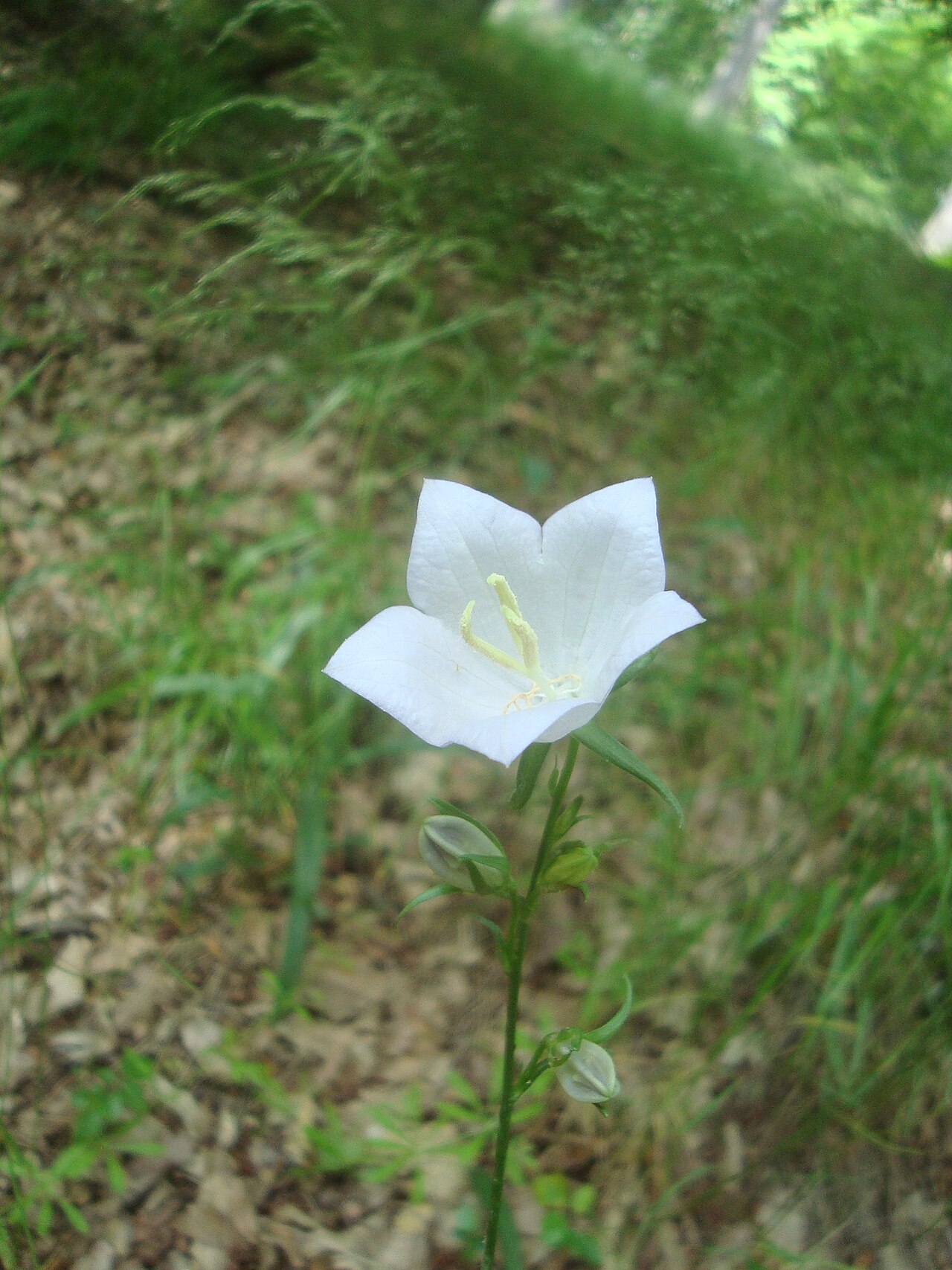 Campanula persicifolia, Peach-leaved bellflower — clumping semi-evergreen (Campanulaceae) (image 9 of 9)