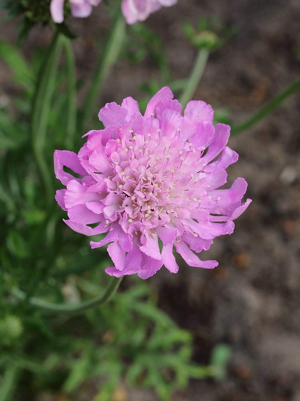 Scabiosa 'Pink Mist' (Pink Mist Scabious) (alternate view 3)