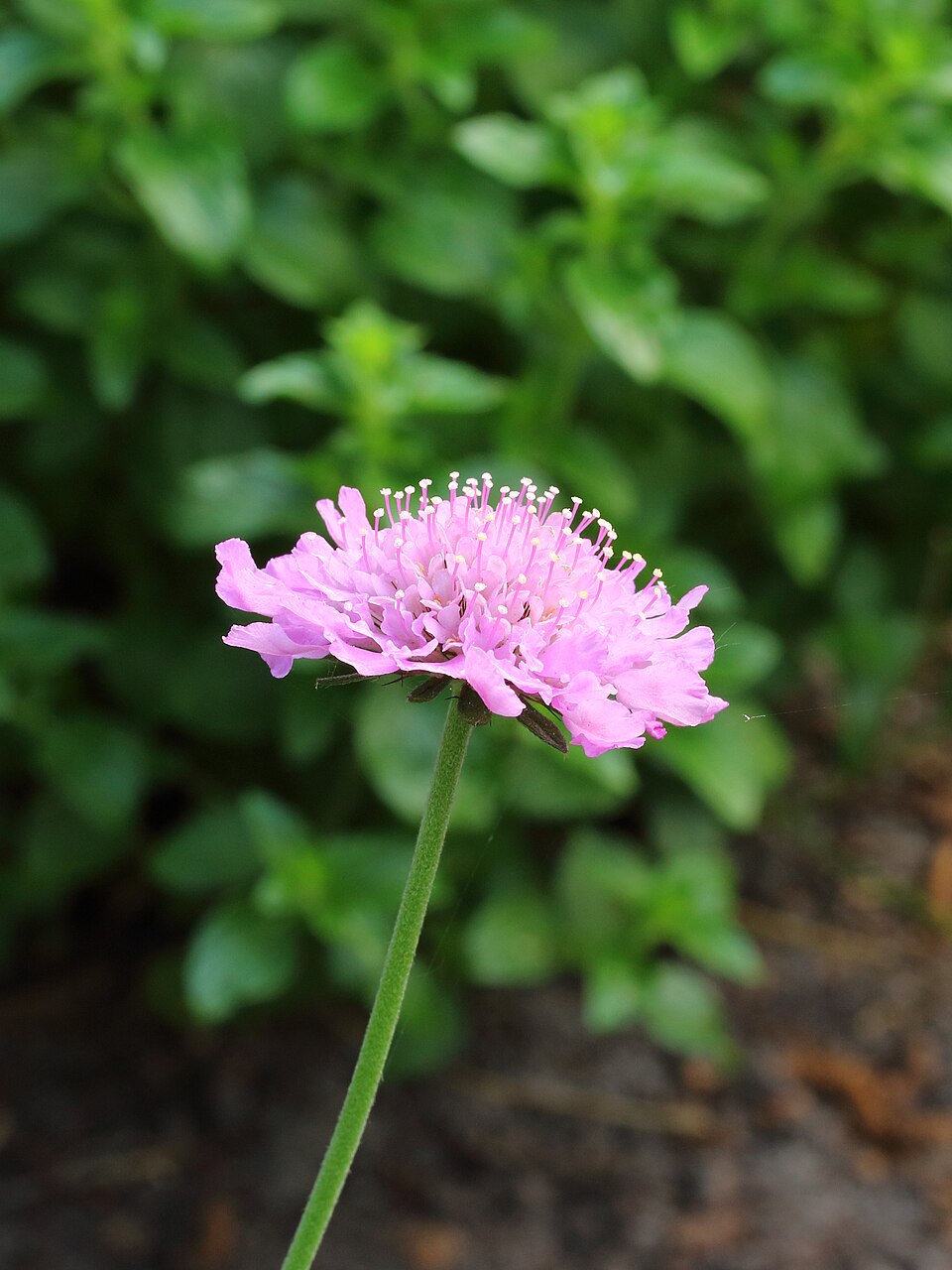 Scabiosa 'Pink Mist' (Pink Mist Scabious) (alternate view 4)