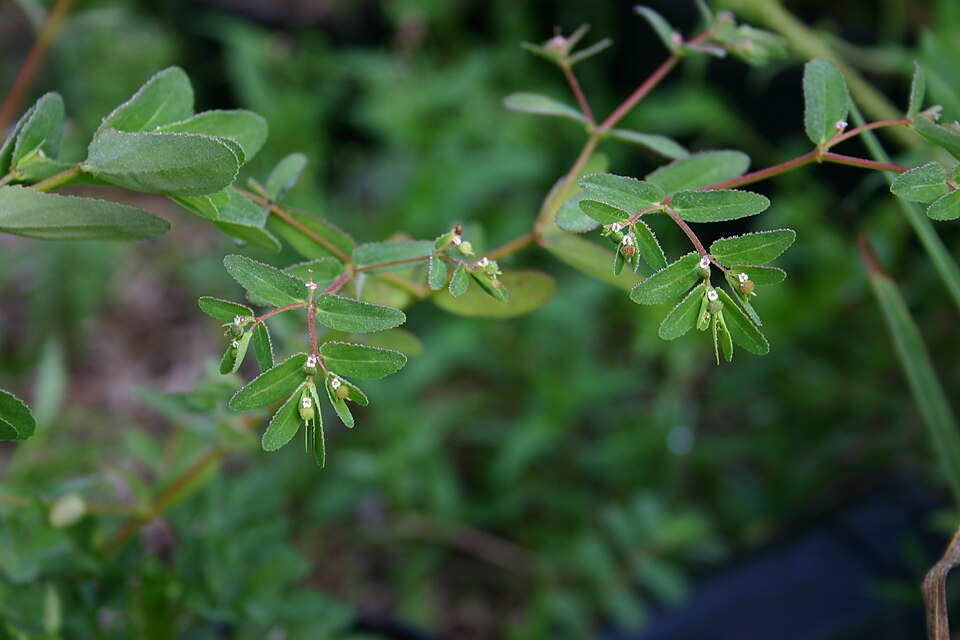 Euphorbia maculata (Spotted spurge)