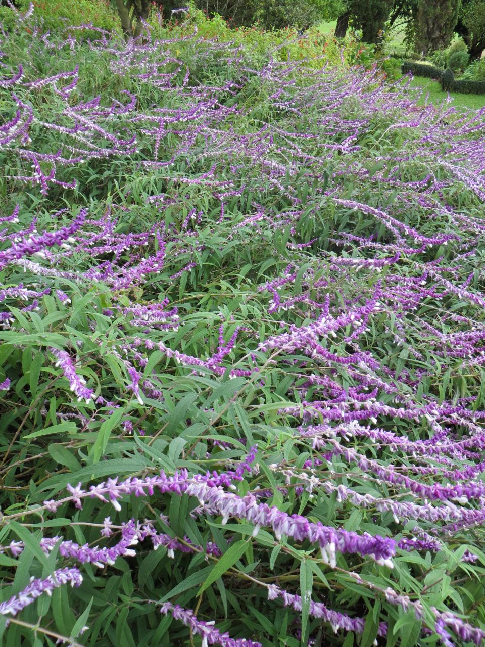 Salvia leucantha (Mexican Bush Sage) (alternate view 6)