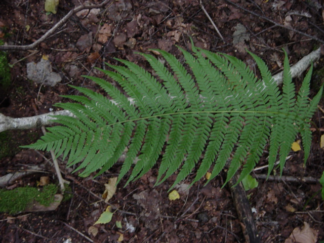 Dryopteris filix-mas (Male Fern) (alternate view 5)