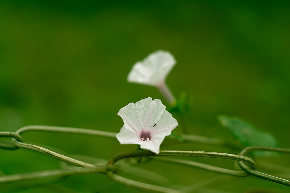 Ipomoea pandurata (wild potato vine) (alternate view 9)