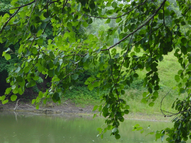 Populus tremula (European aspen)