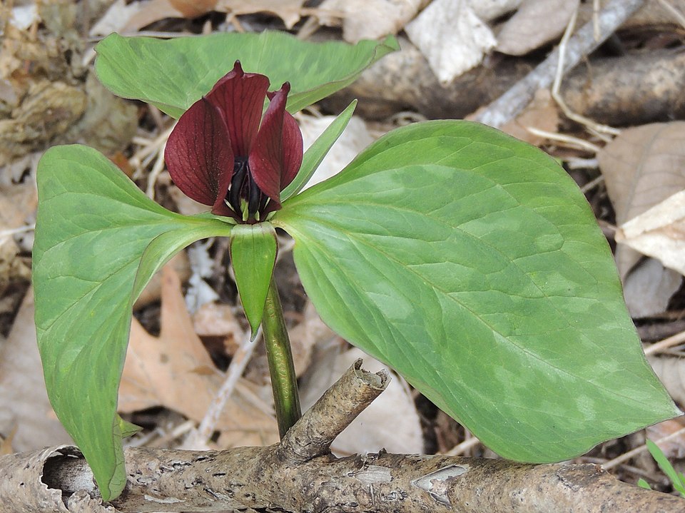 Trillium recurvatum (Prairie Trillium) (alternate view 8)