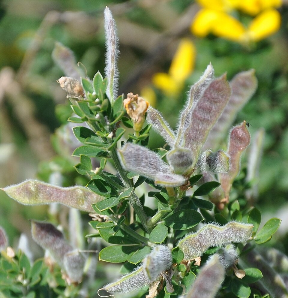 Genista monspessulana (French broom) (alternate view 9)