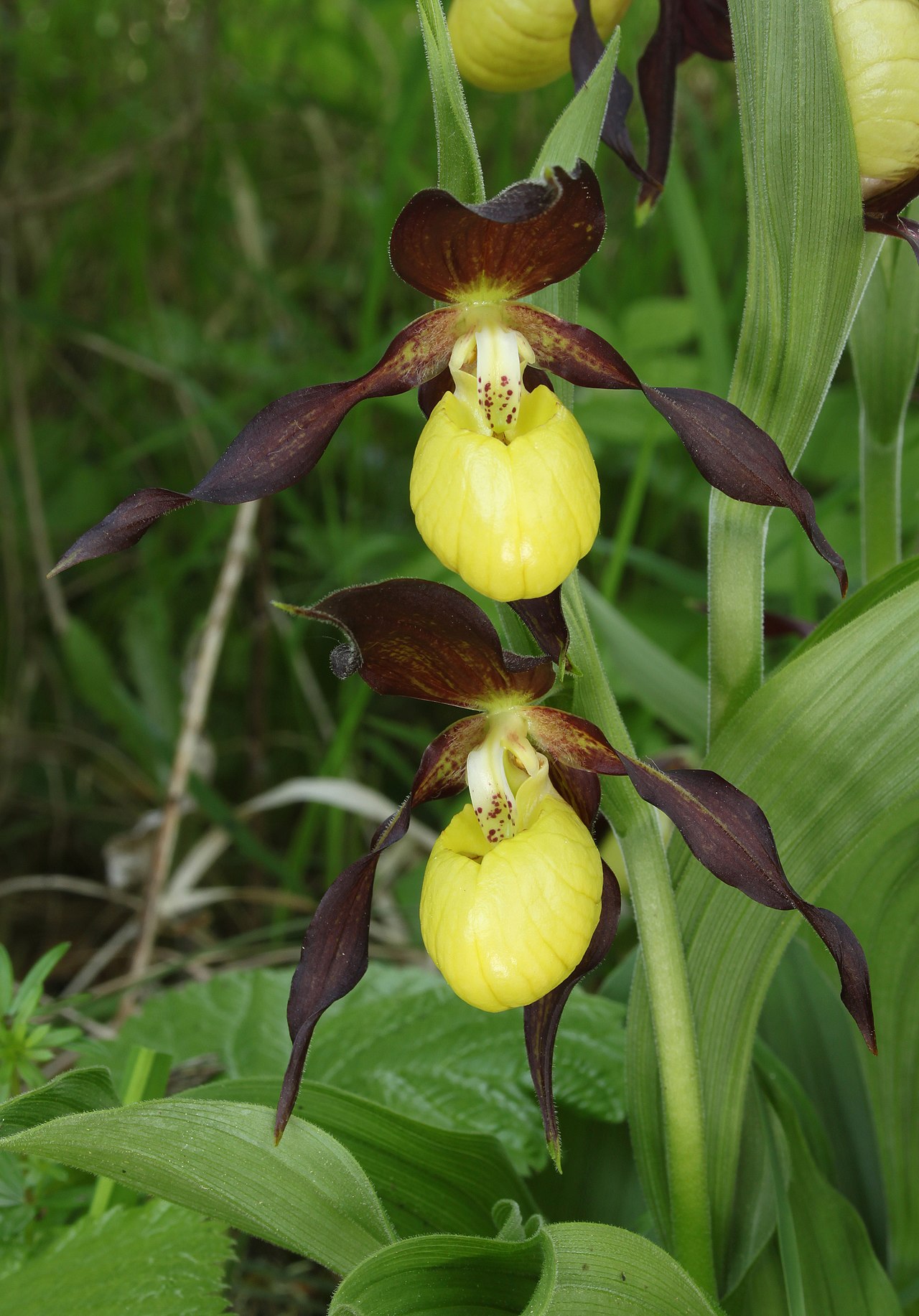 Cypripedium